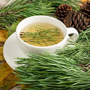 Needle Tea