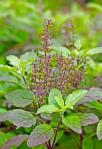 Tulsi