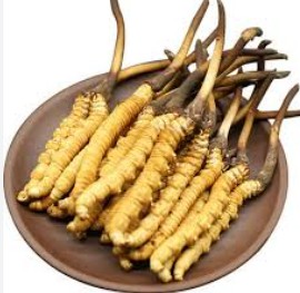 Yarshagumba